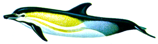 Image:dolfin-colour3.png