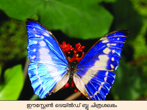 Image:blue butterfly.png