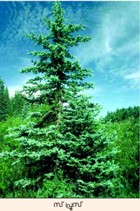 Image:forest spruce.png