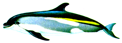 Image:dolfin-colour4.png