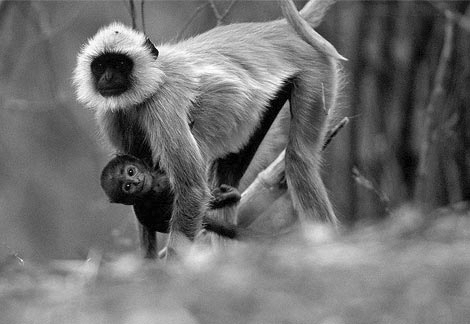 Image:09Bandhavgarh National Park, Madhya Pradesh, India.png