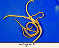 Image:Roundworm.png