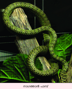 Image:Nagathan snake-svk-15.png