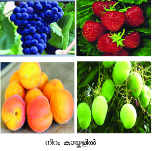 Image:fruits.png