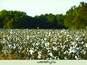 Image:Cotton Field.png