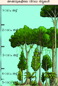 Image:forest 4 layers1.png