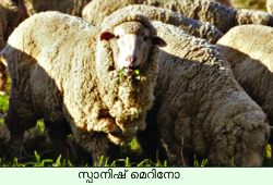 Image:Merino sheep.png