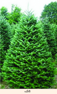 Image:forest 5 fir tree.png