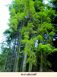 Image:forest hemlock_tree.png