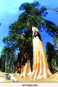 Image:forest sequoia.png