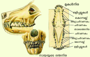 Image:dog teeth 1.png
