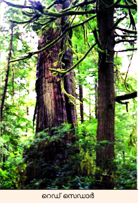 Image:forest cedartree.png