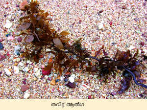 Image:brown alga.png