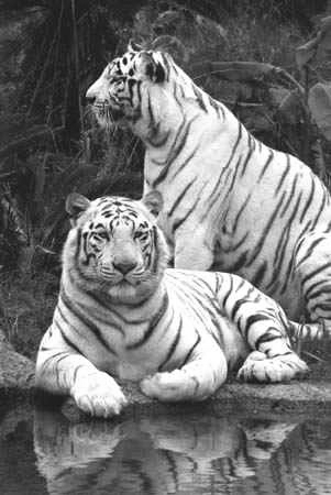 Image:09White Tiger,Bandhavgarh National Park, M.P.png
