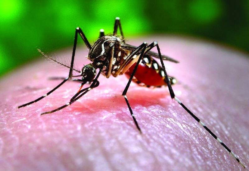 ചിത്രം:Vol5p433 Aedes aegypti.jpg