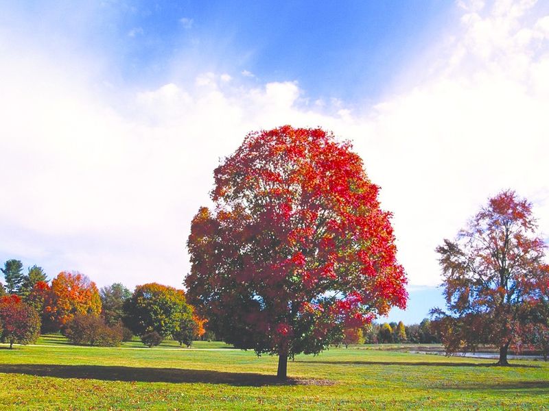 ചിത്രം:Vol7p62 red-maple-tree-bernheim-forest-arboretum-clermont.jpg
