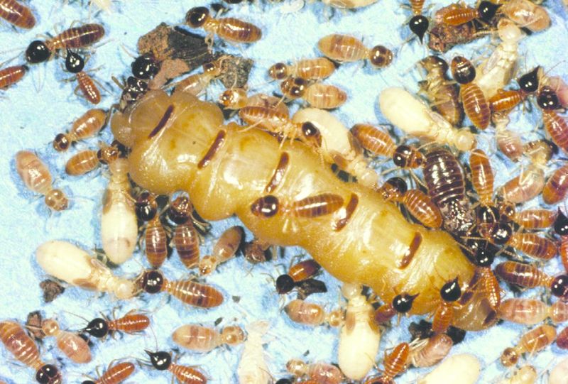 ചിത്രം:Vol5p545 Termite queen, king, workers and soldiers.jpg