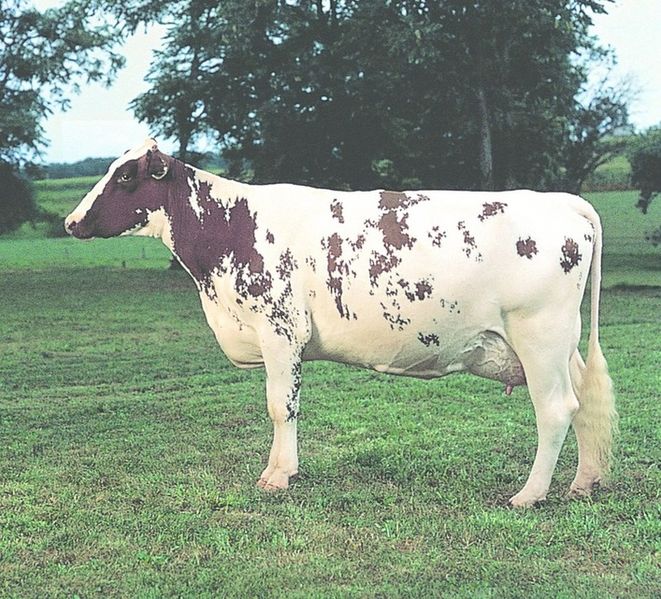 ചിത്രം:Vol6p223 ayrshire cattle.jpg