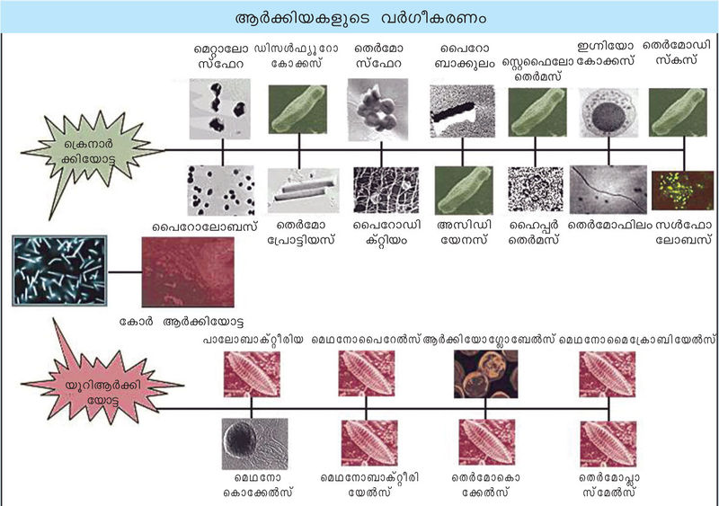 ചിത്രം:Vol3a 268 Image-1.jpg