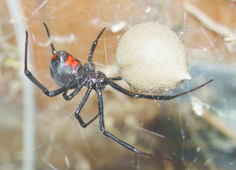 ചിത്രം:Vol6p421 Black widow spider.jpg