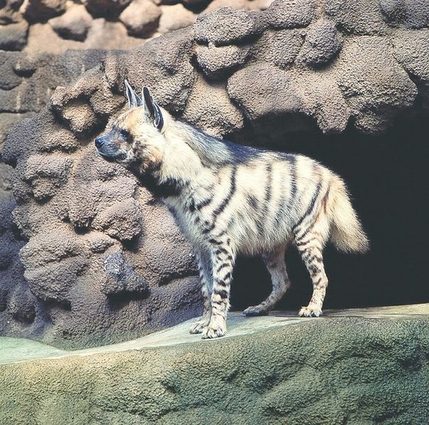 ചിത്രം:Vol6p655 Striped Hyena.jpg