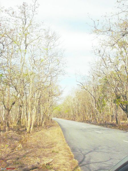 ചിത്രം:Vol6p545 Dry look on the Karnataka side of Bandipur forest.jpg