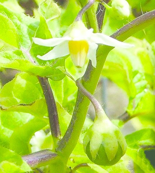 ചിത്രം:Vol6p17 Solanum aculeatissimum.jpg