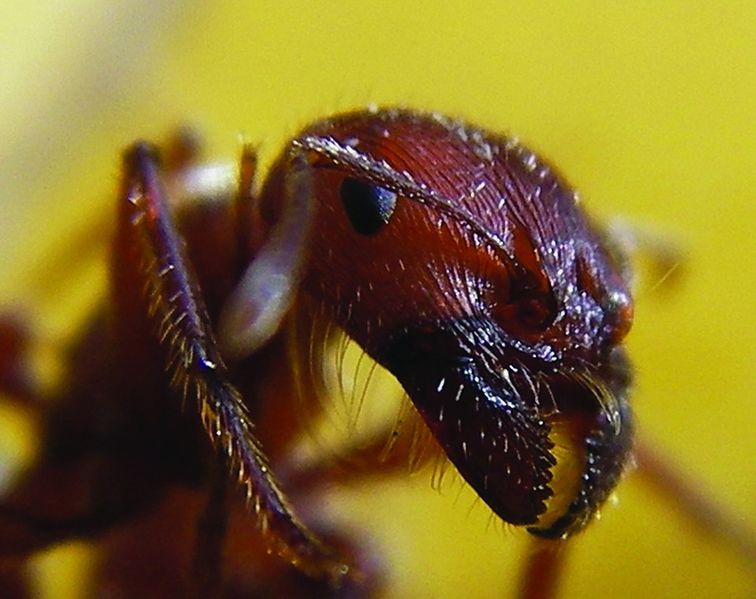 ചിത്രം:Vol5p329 Ant head closeup.jpg