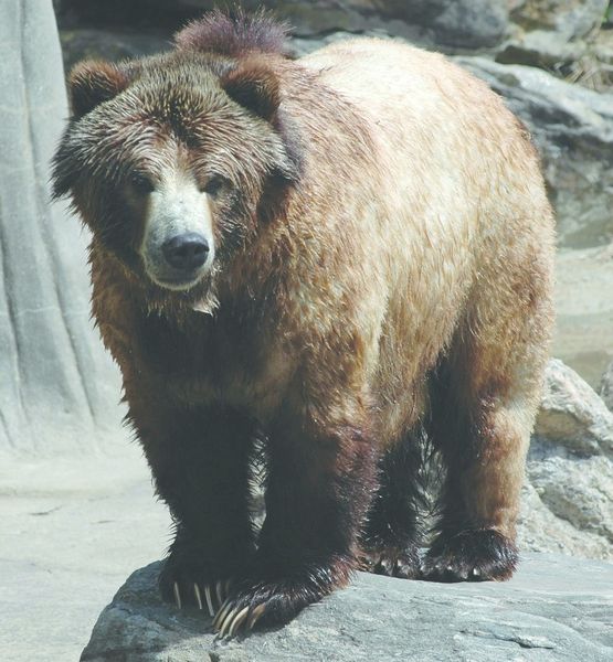 ചിത്രം:Vol6p421 grizzly bear.jpg
