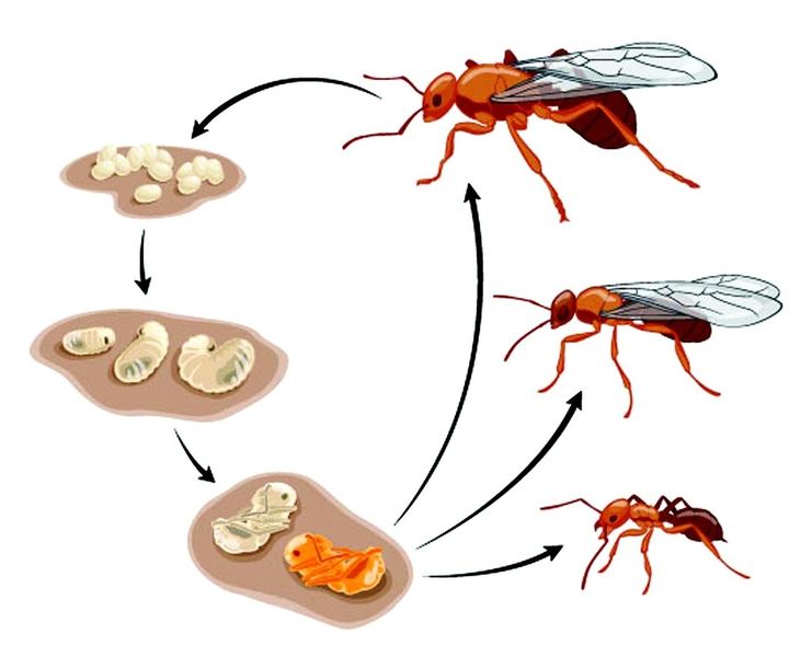 ചിത്രം:Vol5p329 ant life cercle.jpg