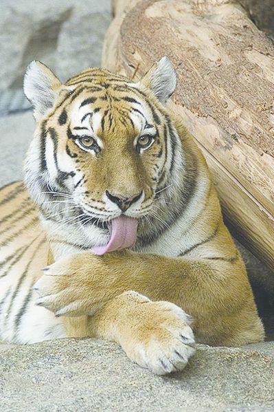 ചിത്രം:Vol3p738 399px-Panthera tigris.jpg.jpg