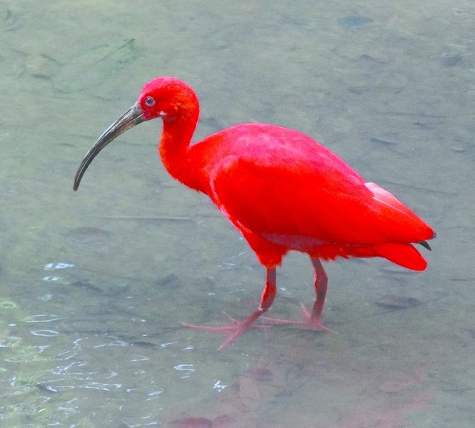 ചിത്രം:Vol5p545 scarlet ibis.jpg