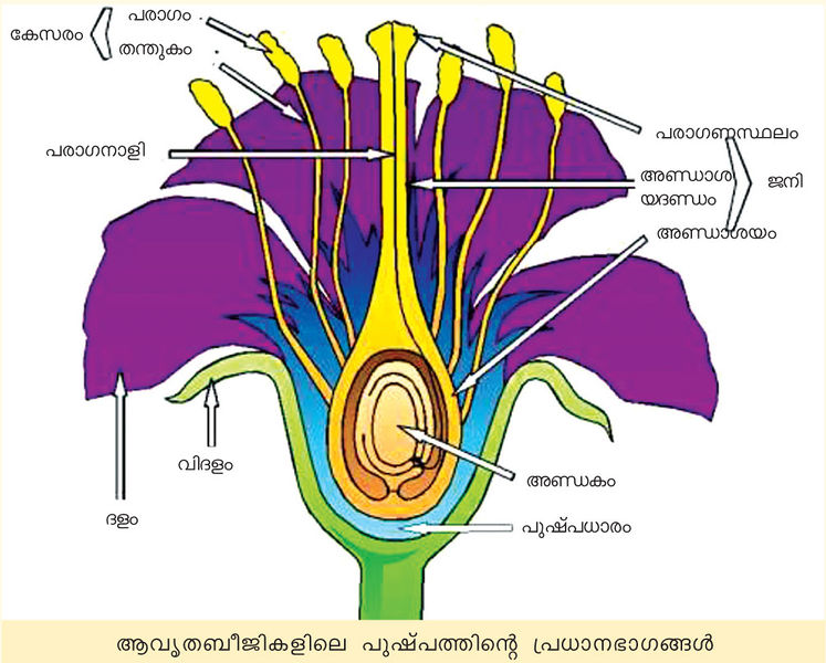 ചിത്രം:Vol3a 448 Image.jpg