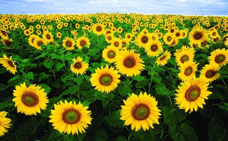 ചിത്രം:Vol5p433 Sunflowers.jpg