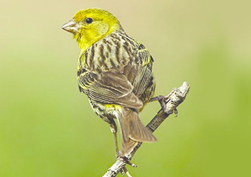 ചിത്രം:Vol6p223 canary bird.jpg