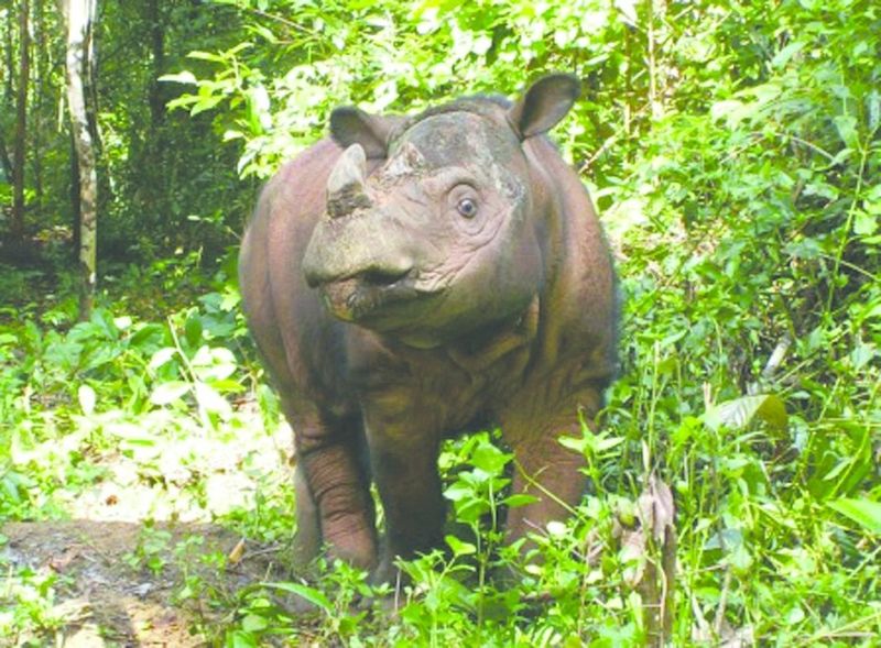 ചിത്രം:Vol7p17 sumatran-rhino.jpg