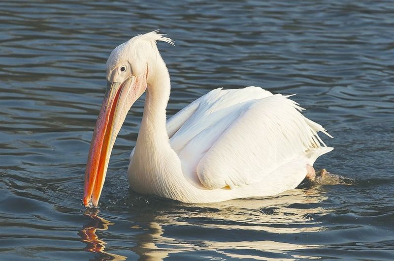 ചിത്രം:Vol7p158 pelican cameroon.jpg