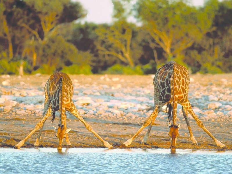 ചിത്രം:Vol5p338 Thirsty Giraffes Etosha National ParkNamibia.jpg