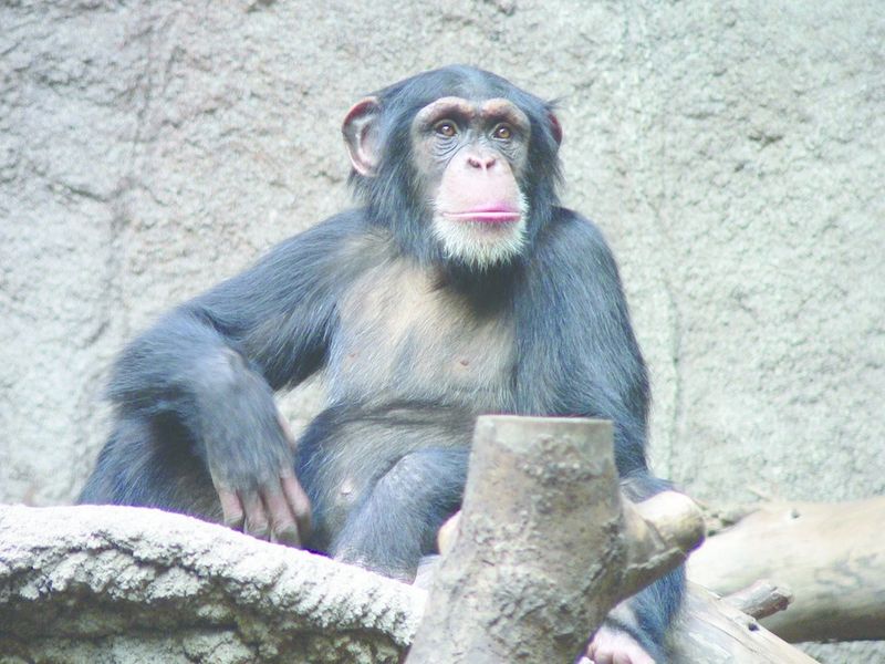ചിത്രം:Vol7p684 chimpanse zoo-leipig.jpg