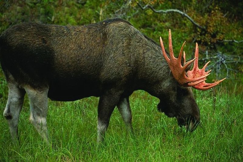 ചിത്രം:Vol5p329 Eurasian elk (Alces alces).jpg