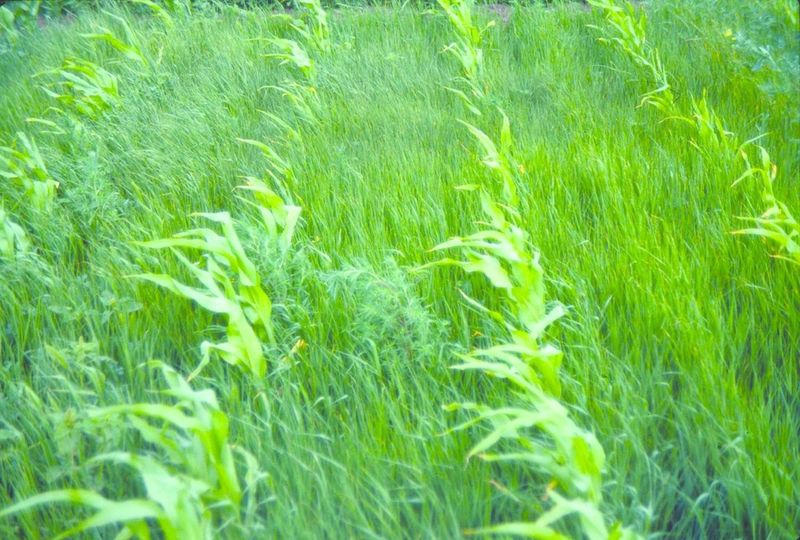 ചിത്രം:Vol6p655 super-weeds-in-corn.jpg