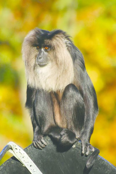 ചിത്രം:Vol3p738 Lion-tailed Macaque.jpg.jpg
