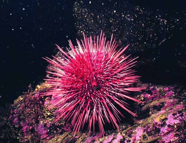 ചിത്രം:Vol5p17 red Sea-Urchin.jpg