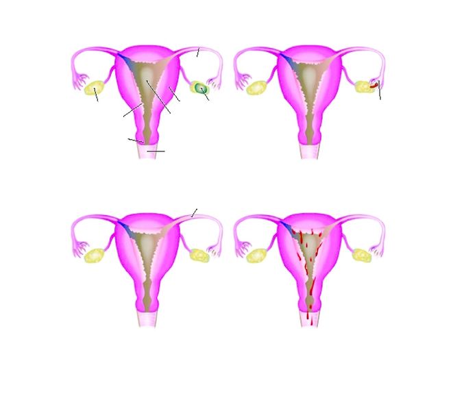 ചിത്രം:Vol3p302 Menstrual-cycle.jpg