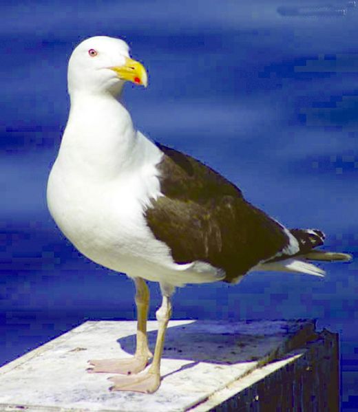 ചിത്രം:Vol3p202 Great Black-backed Gull.jpg