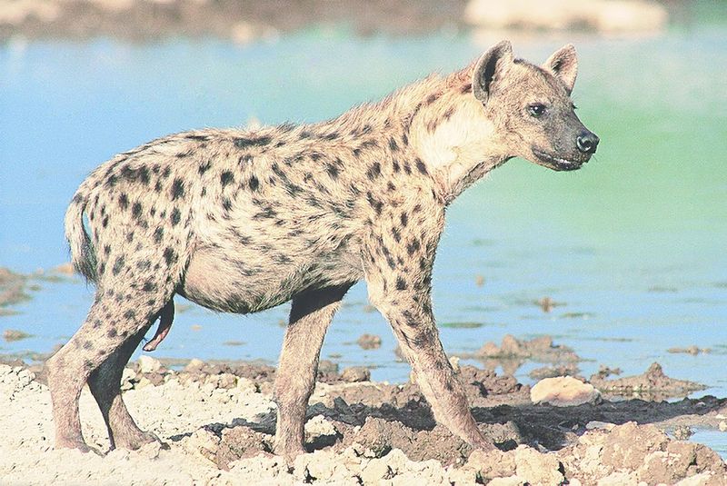 ചിത്രം:Vol6p655 spotted hyena.jpg