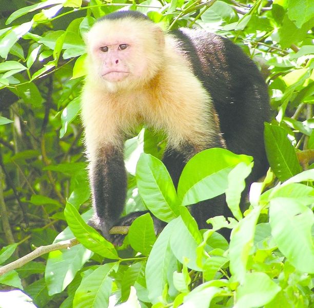 ചിത്രം:Vol7p684 Capuchin Costa Rica.jpg
