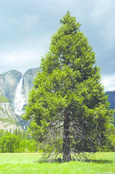 ചിത്രം:Vol9 17 YosemiteFallsConifer.jpg