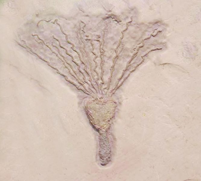 ചിത്രം:Vol7p158 cambrian echinoderm1.jpg