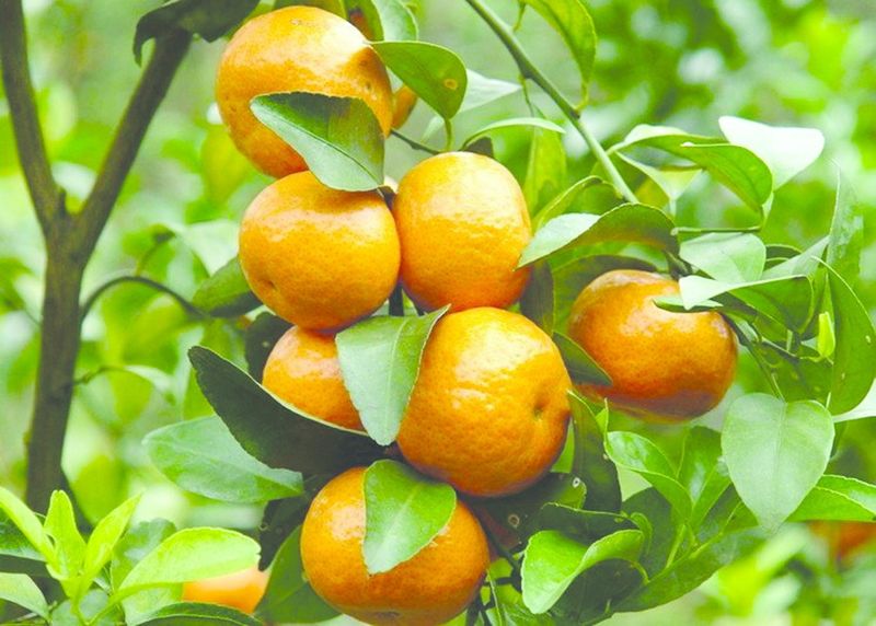ചിത്രം:Vol5p729 Free-Shipping-Orange-Tree-Seeds-Citrus-reticulata-seeds-Fruit-Tree-For-Home-Fruit-Garden-100pcs-.jpg